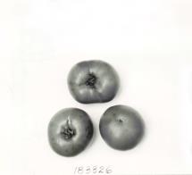 Click for 1 image(s) for this accession. FRUIT